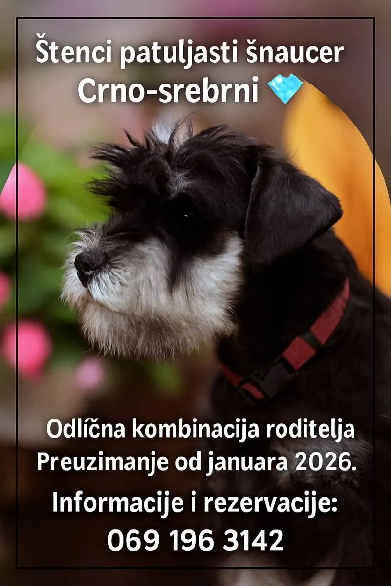Patuljasti šnaucer na prodaju, Bečej
