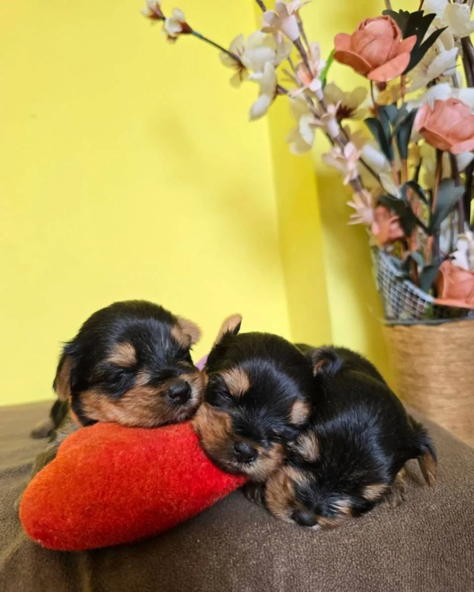 Jorkširski terijer na prodaju, Zrenjanin