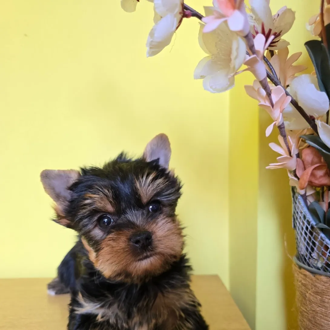 Jorkširski terijer na prodaju, Zrenjanin (3)