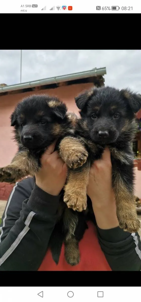 Nemački ovčar na prodaju, Novi Sad (4)