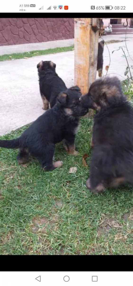 Nemački ovčar na prodaju, Novi Sad (5)