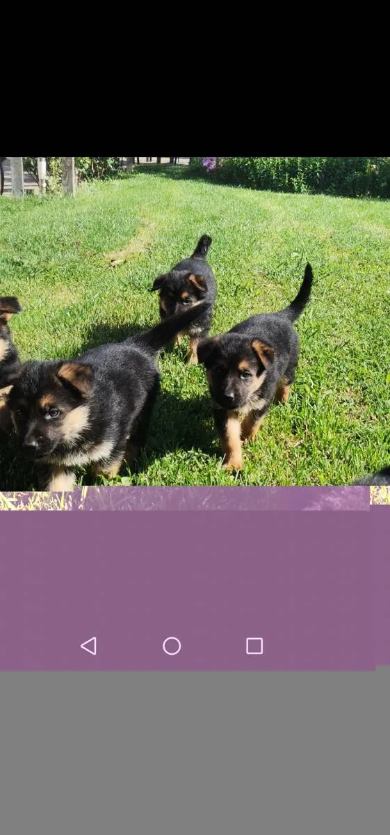 Nemački ovčar na prodaju, Novi Sad (3)