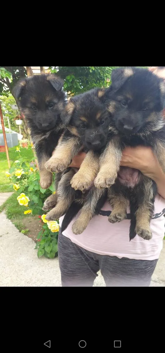 Nemački ovčar na prodaju, Novi Sad (4)