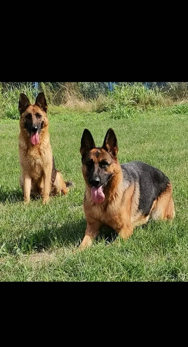 Nemački ovčar na prodaju, Novi Sad (2)