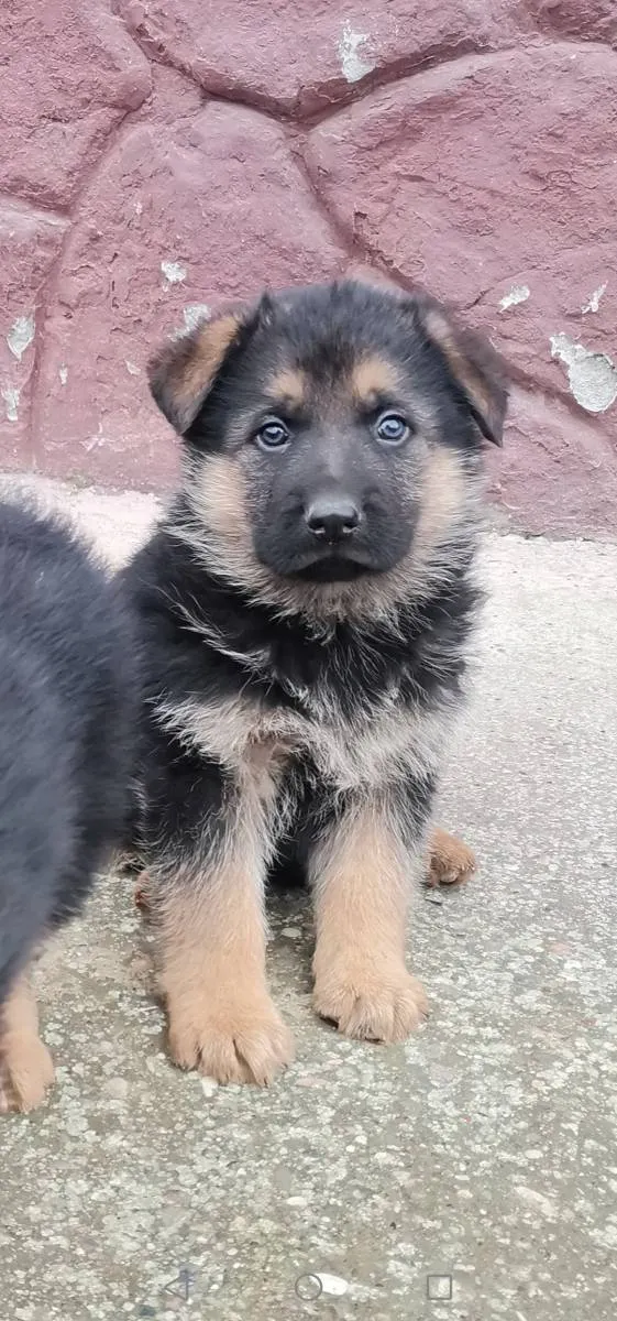 Nemački ovčar na prodaju, Novi Sad (2)