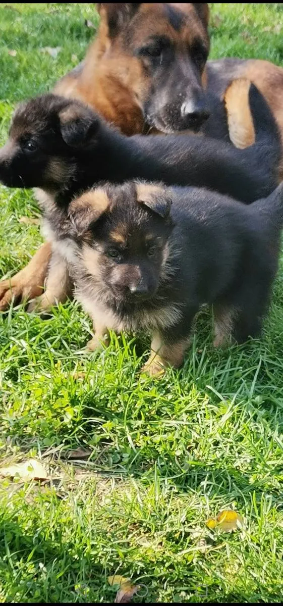 Nemački ovčar na prodaju, Novi Sad