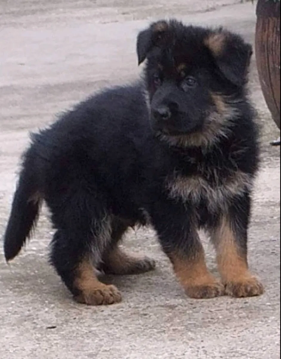 Nemački ovčar na prodaju, Novi Sad