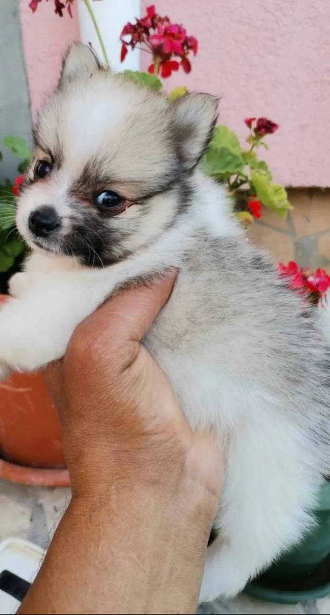 Nemački špic na prodaju, Novi Sad