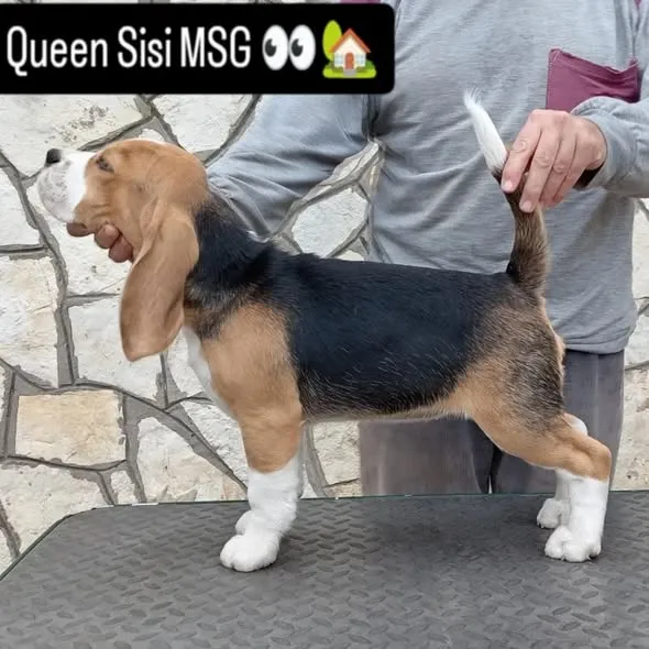 Bigl na prodaju, Kovin (3)