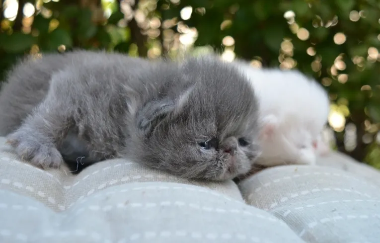 Persijska Mačka - Piggy Look na prodaju, Aleksinac (6)