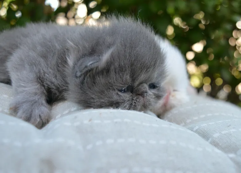 Persijska Mačka - Piggy Look na prodaju, Aleksinac (5)