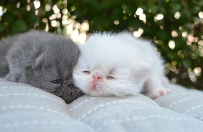 Persijska Mačka - Piggy Look na prodaju, Aleksinac (4)