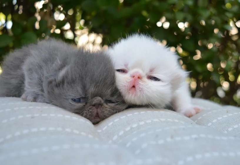 Persijska Mačka - Piggy Look na prodaju, Aleksinac (2)