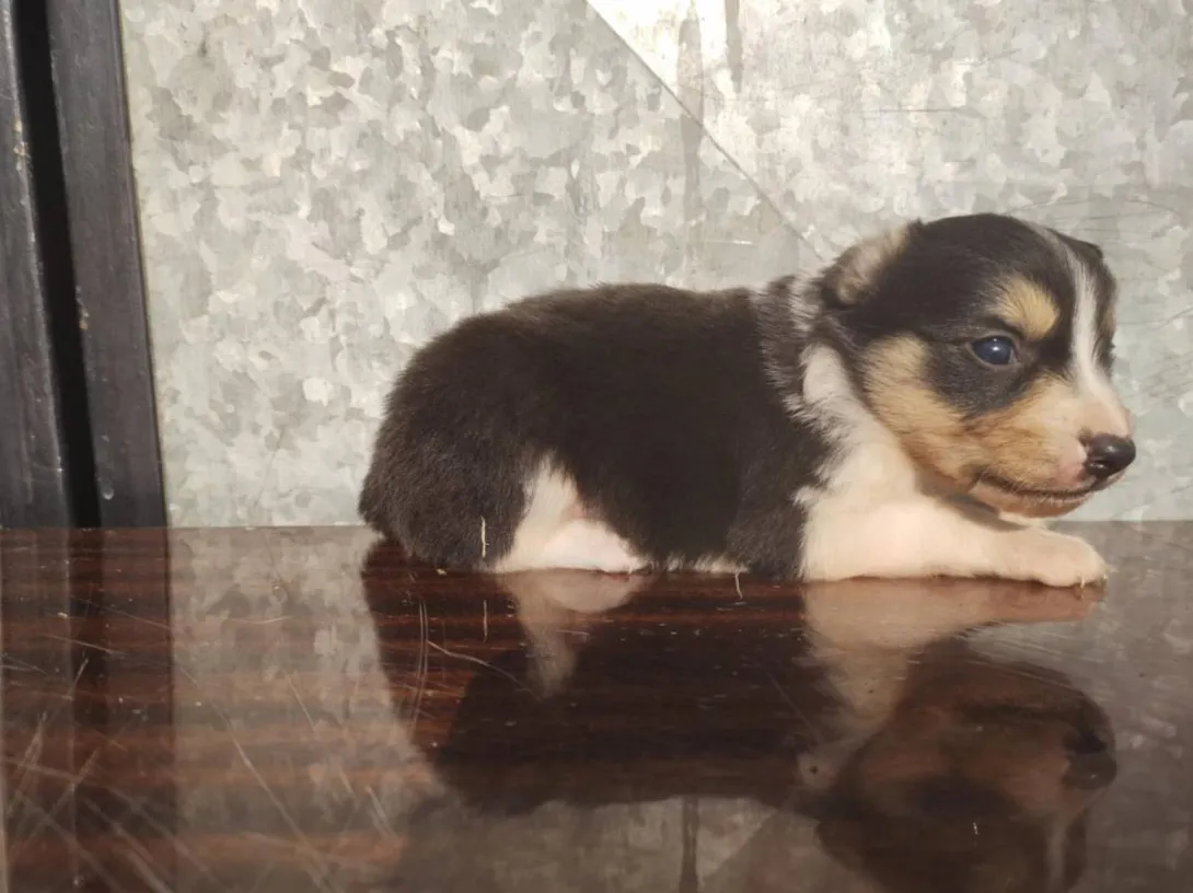 Border koli na prodaju, Ada (3)