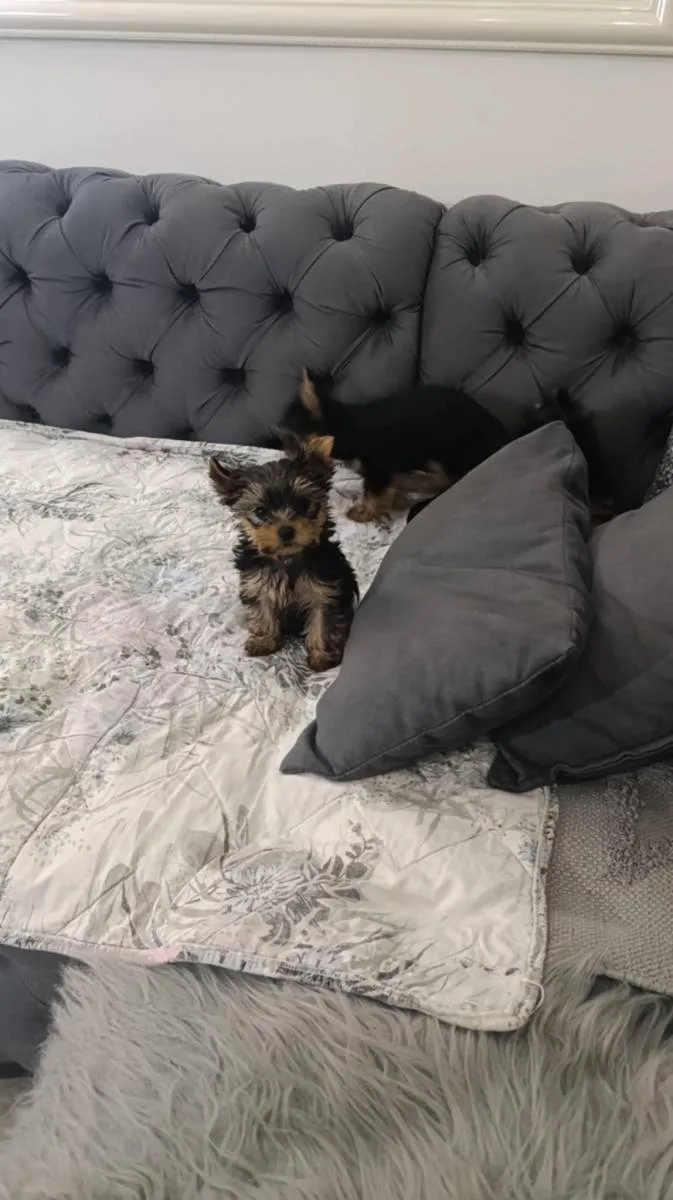 Jorkširski terijer na prodaju, Zrenjanin (6)