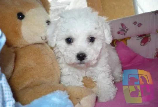 Pudla (patuljasta) na prodaju, Novi Sad