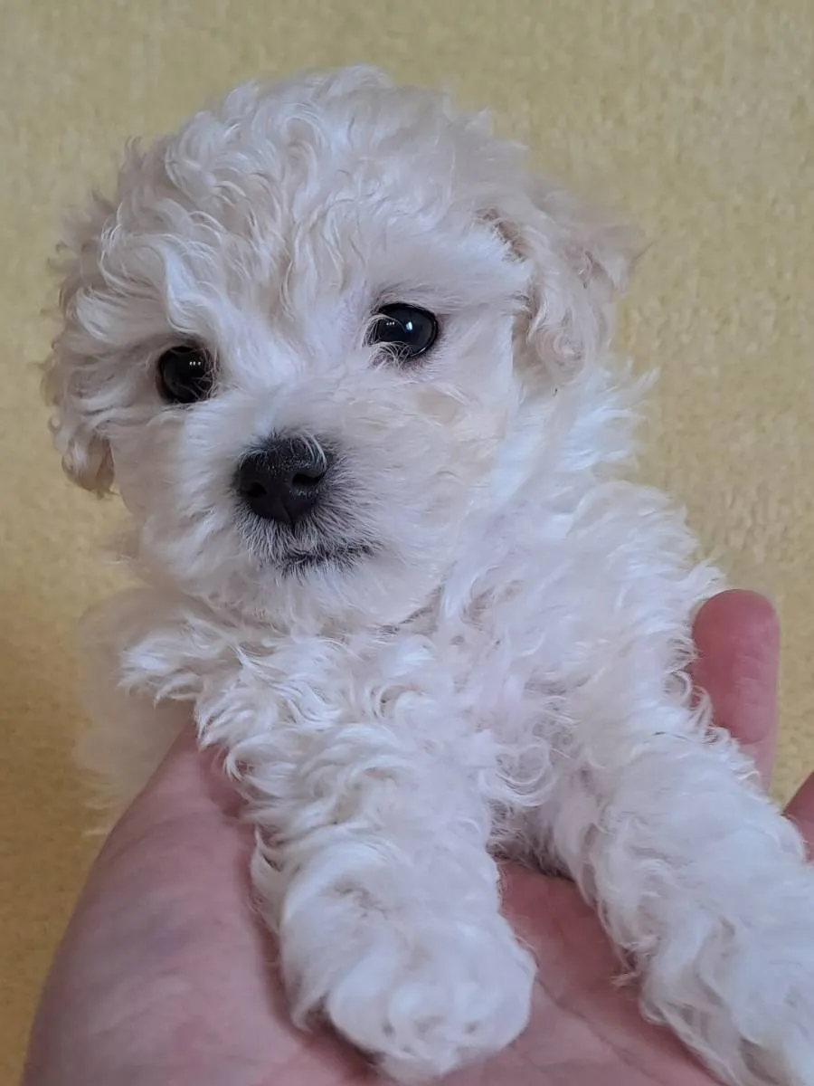 Bolonjski pas na prodaju, Novi Sad