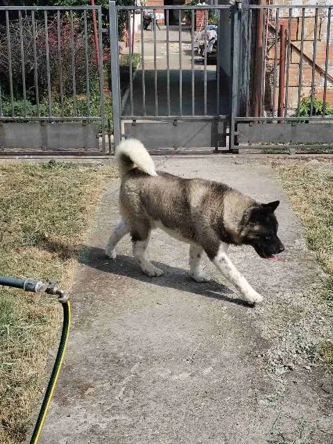 Akita na prodaju, Ruma