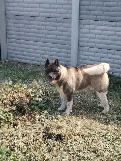 Akita na prodaju, Ruma (2)