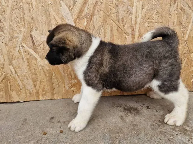 Akita na prodaju, Sremska Mitrovica (2)