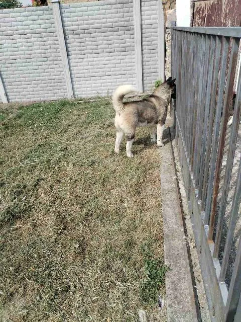 Akita na prodaju, Ruma (3)