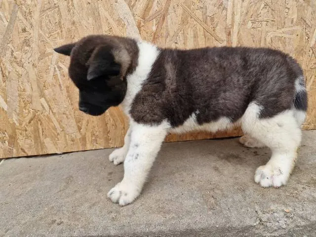 Akita na prodaju, Sremska Mitrovica (3)