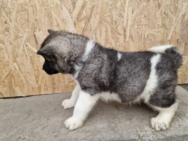 Akita na prodaju, Sremska Mitrovica (4)