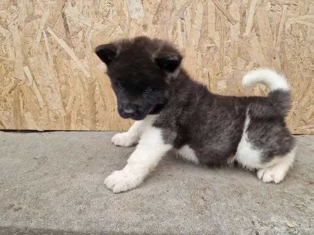 Akita na prodaju, Sremska Mitrovica (5)