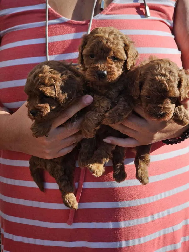 Pudla (patuljasta) na prodaju, Novi Sad (2)