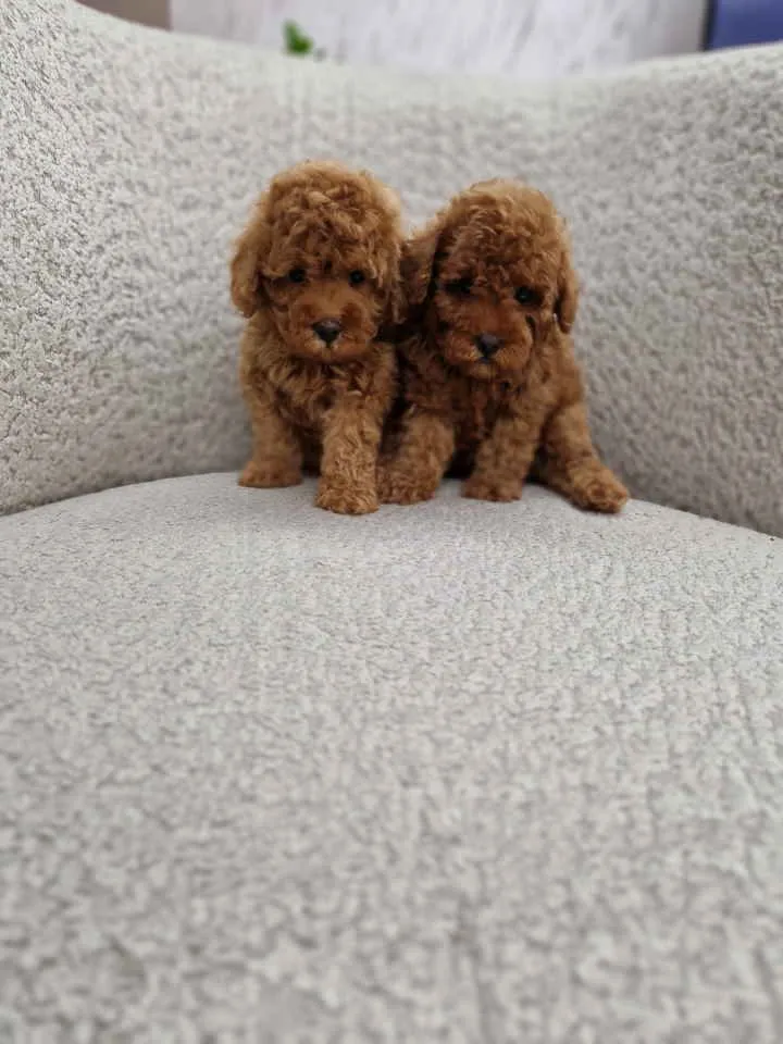 Pudla (patuljasta) na prodaju, Novi Sad (4)