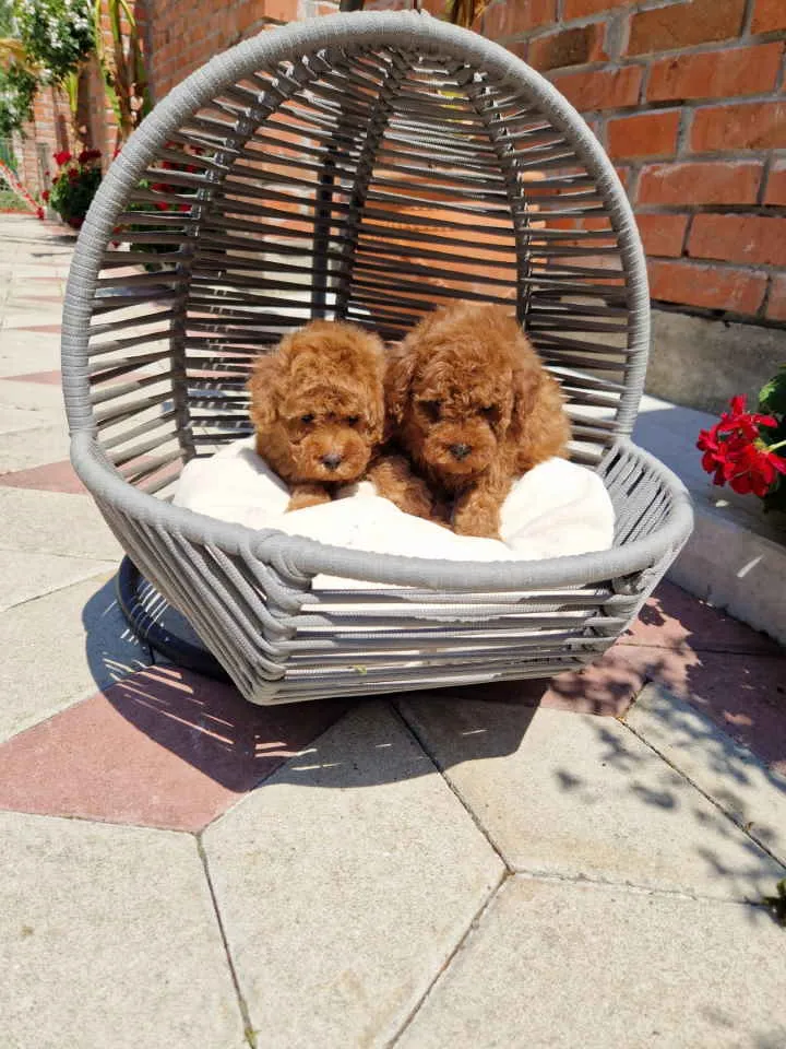 Pudla (patuljasta) na prodaju, Novi Sad (5)