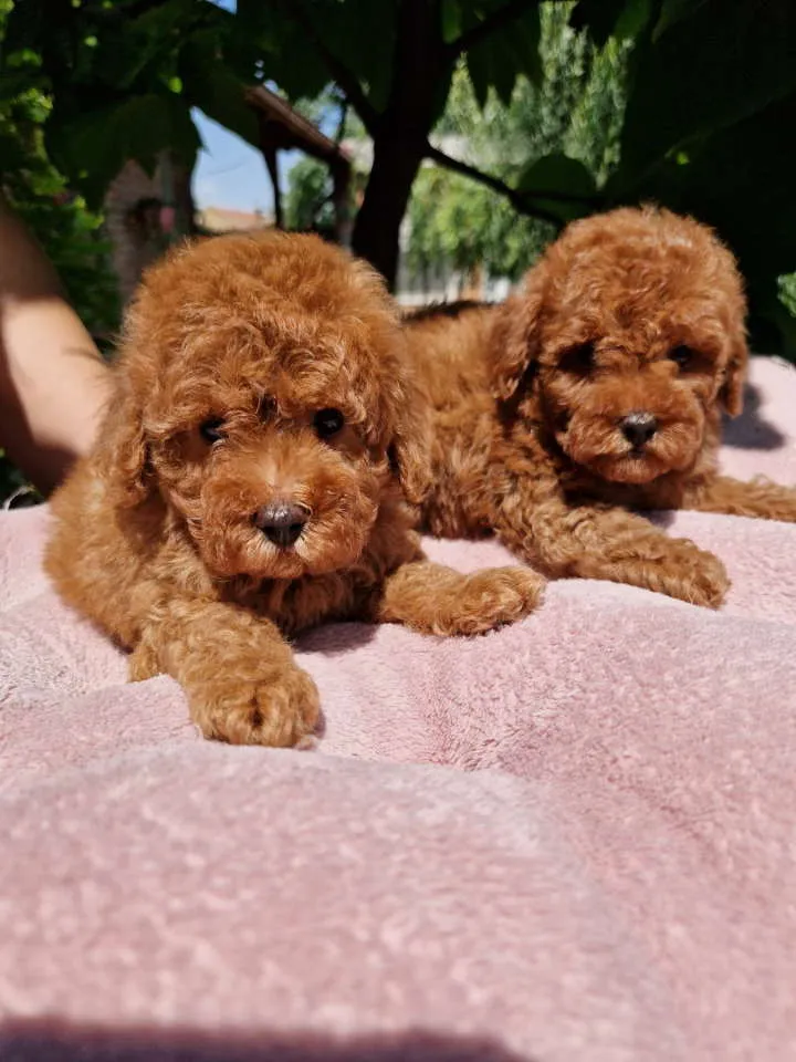 Pudla (patuljasta) na prodaju, Novi Sad (6)