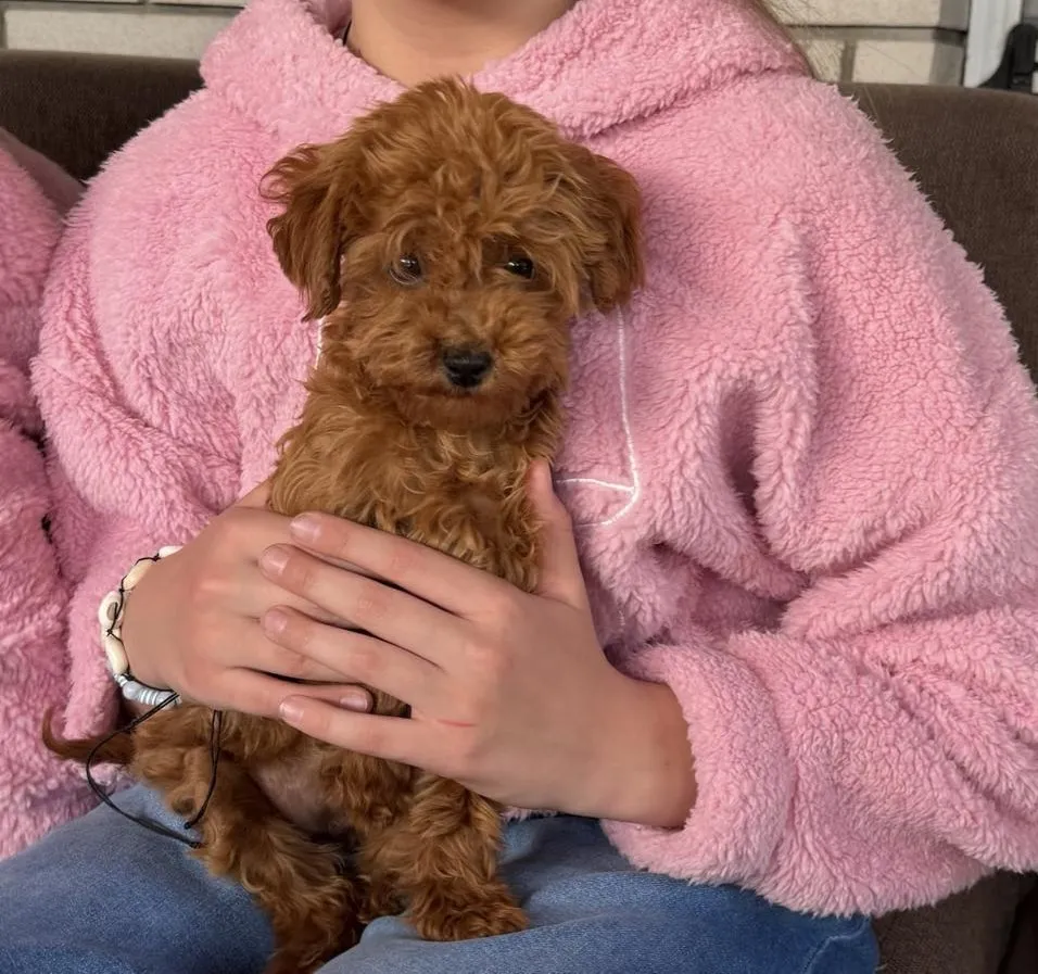 Pudla (patuljasta) na prodaju, Inđija