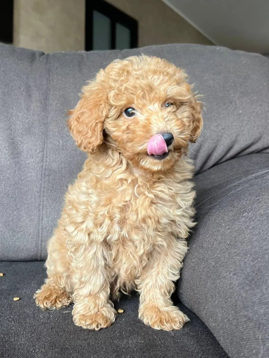 Pudla (patuljasta) na prodaju, Beograd (3)