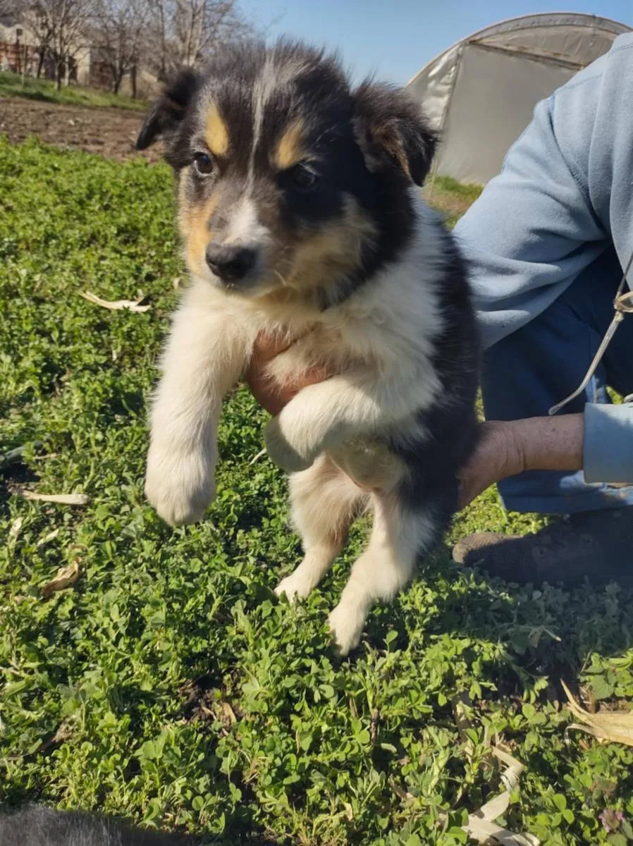 Border koli na prodaju, Ada (5)