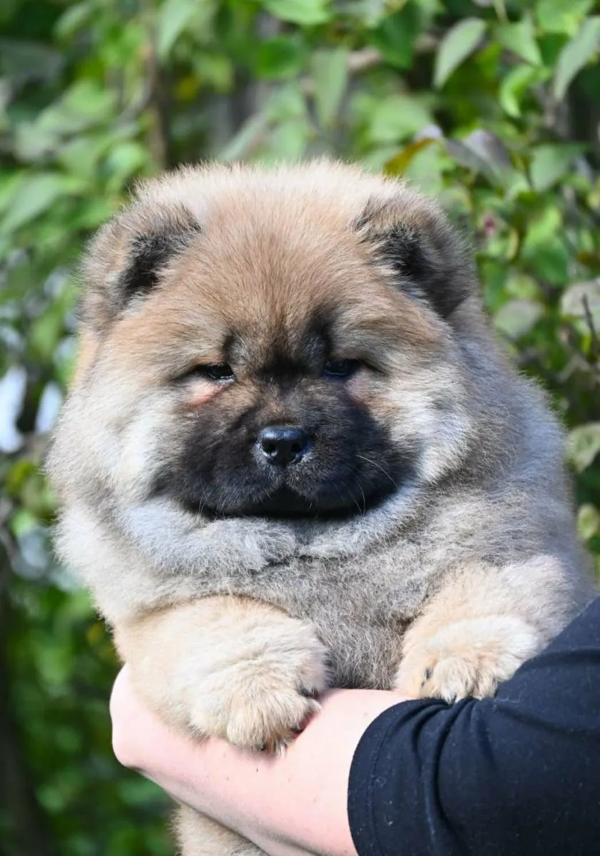 Čau-čau na prodaju, Valjevo (4)