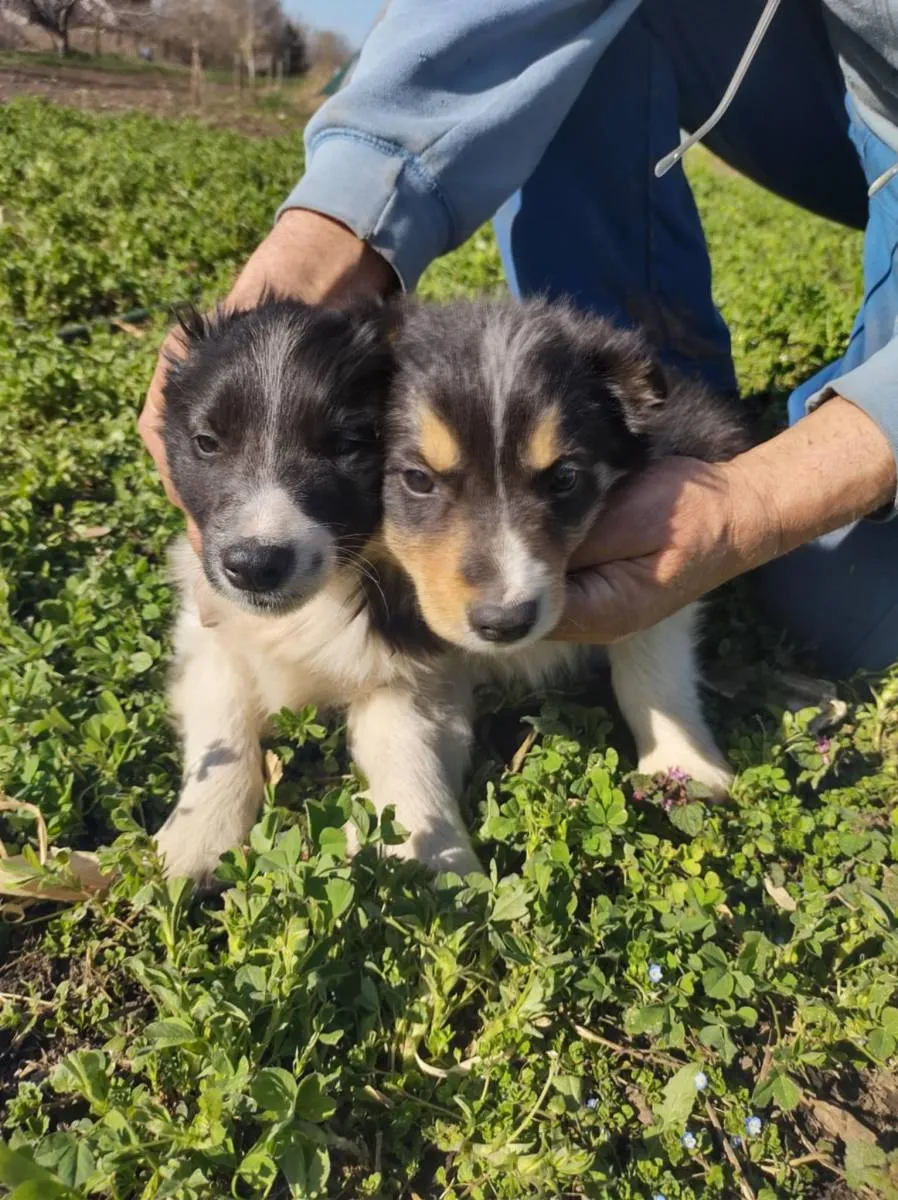 Border koli na prodaju, Ada (6)