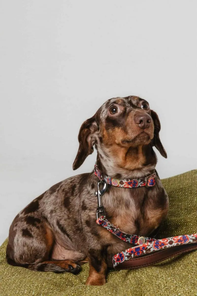 Jazavičar na prodaju, Leskovac (4)