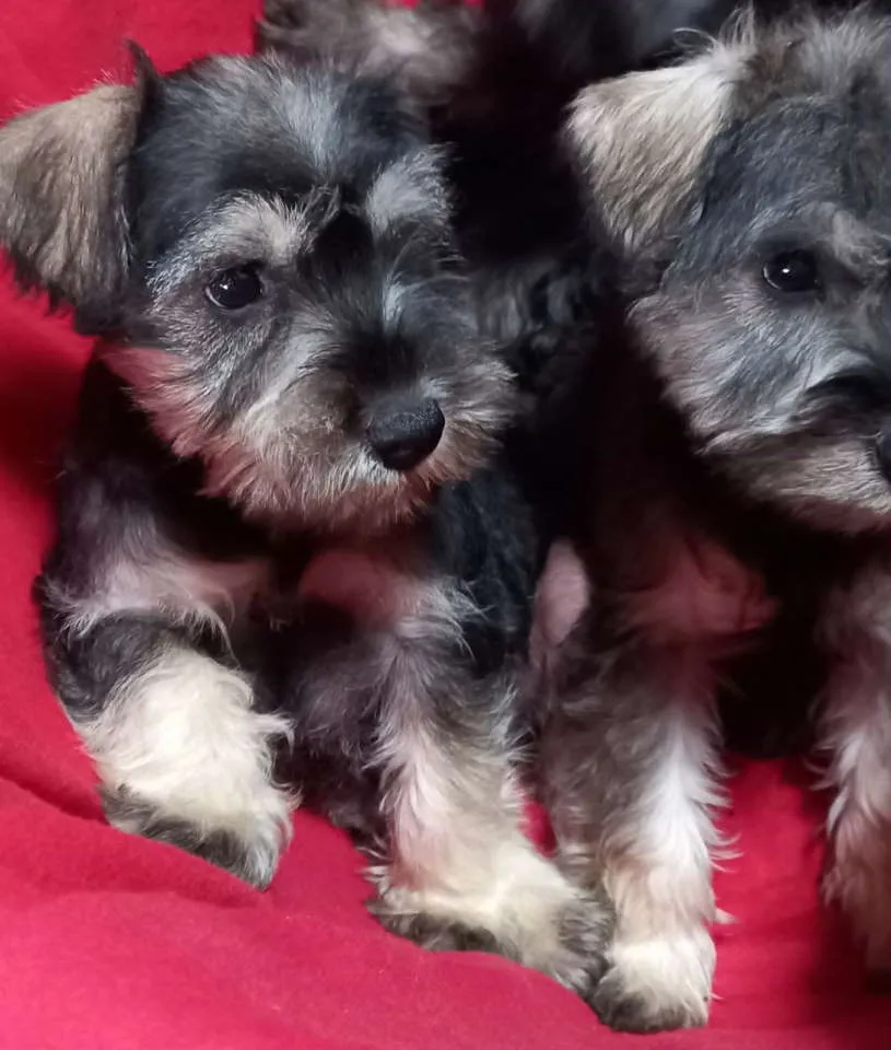 Patuljasti šnaucer na prodaju, Bačka Topola