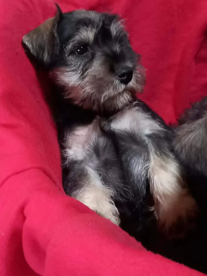 Patuljasti šnaucer na prodaju, Bačka Topola (2)