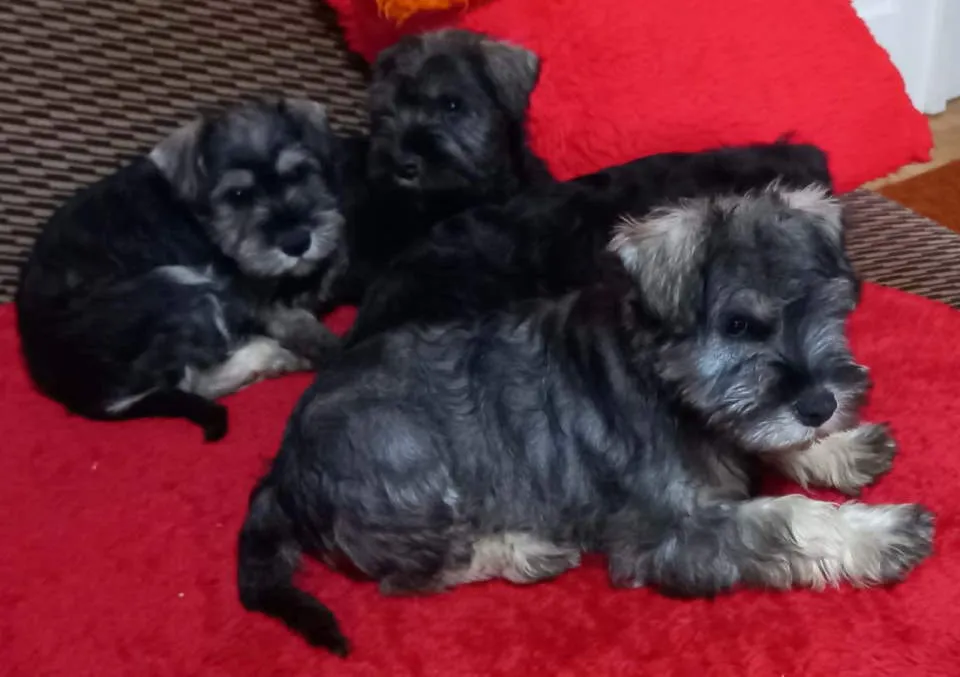 Patuljasti šnaucer na prodaju, Bačka Topola (3)