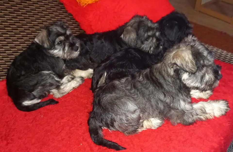 Patuljasti šnaucer na prodaju, Bačka Topola (4)