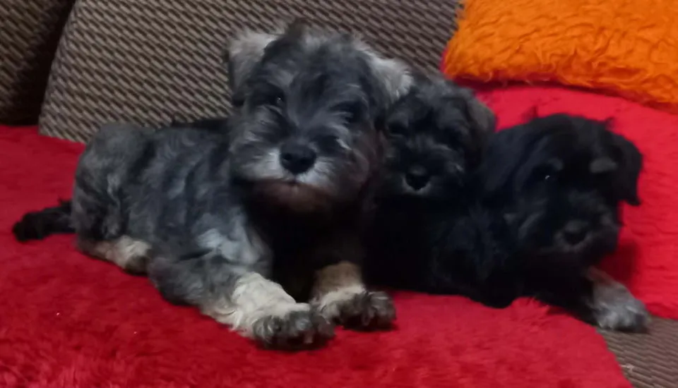 Patuljasti šnaucer na prodaju, Bačka Topola (5)