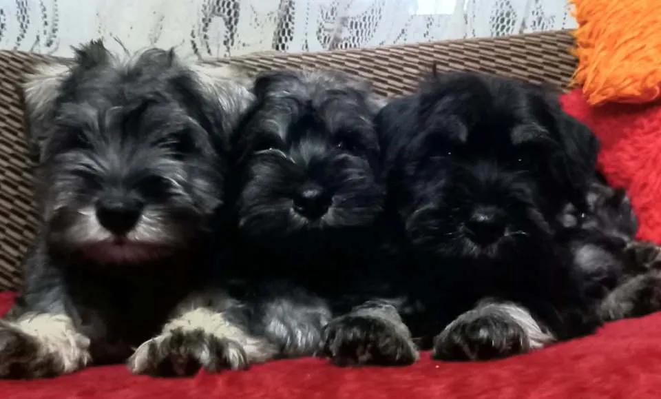 Patuljasti šnaucer na prodaju, Bačka Topola (6)