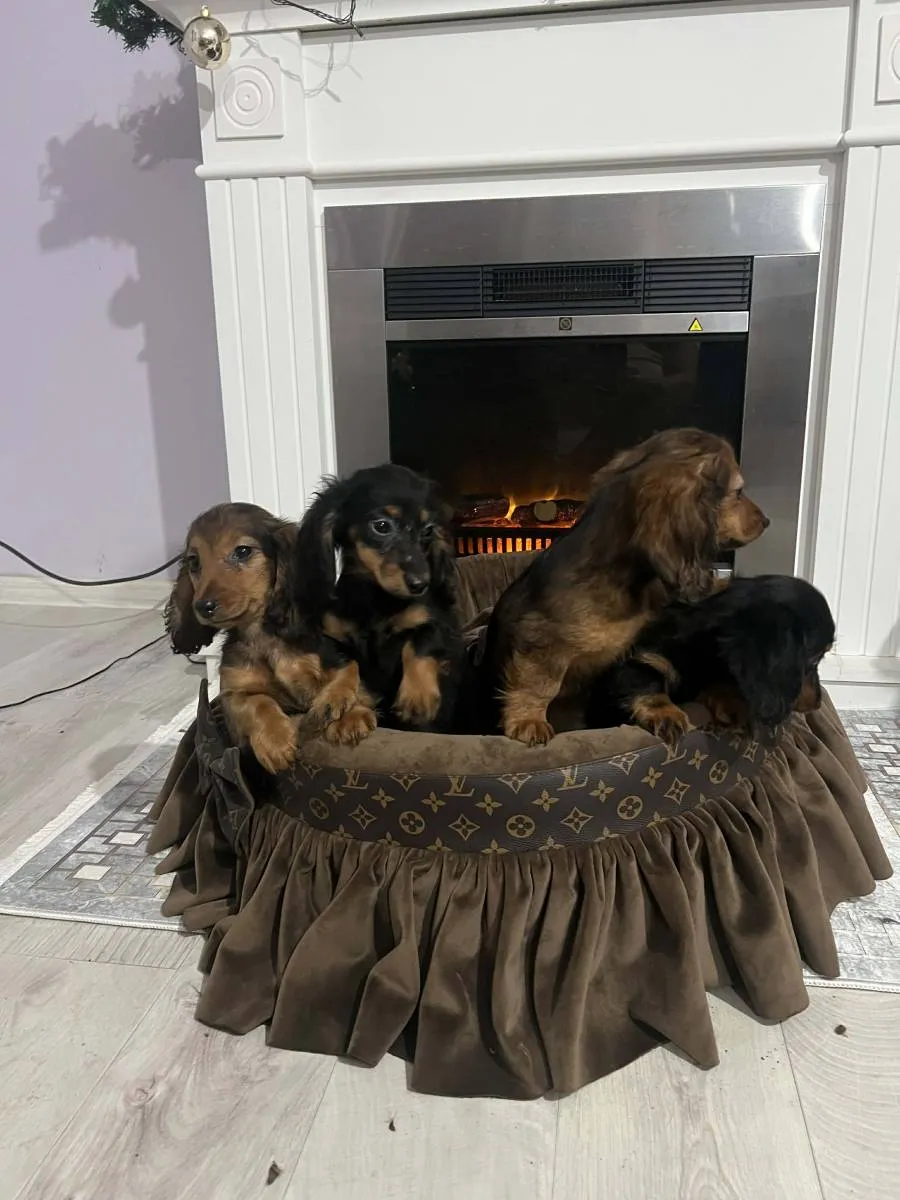 Jazavičar na prodaju, Novi Sad (4)