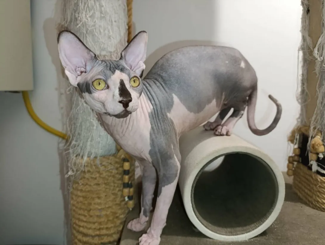 Sfinks mačka na prodaju, Novi Sad (2)