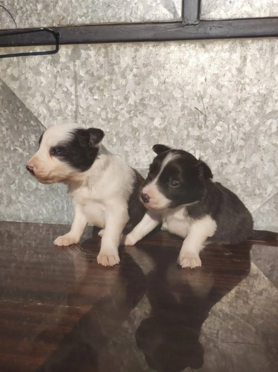 Border koli na prodaju, Ada (4)