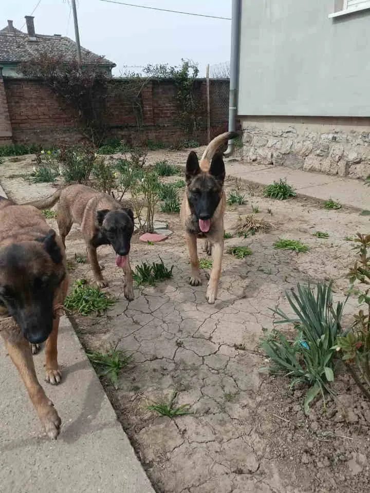 Belgijski ovčar na prodaju, Smederevo