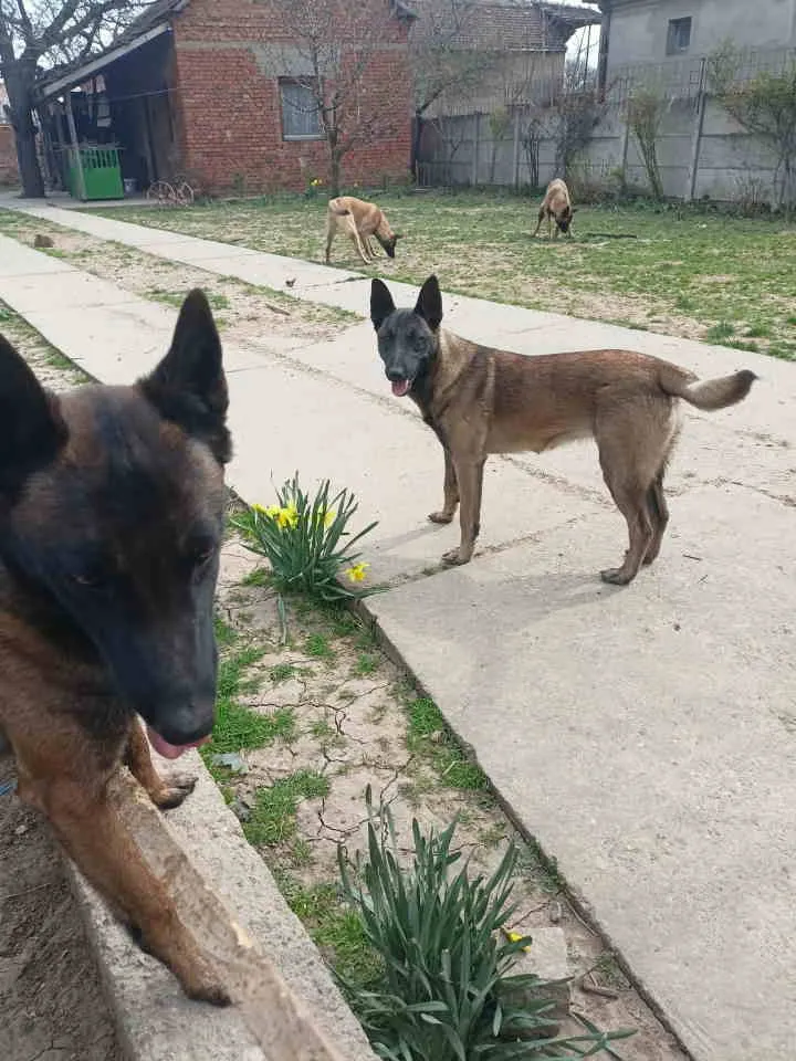 Belgijski ovčar na prodaju, Smederevo (2)