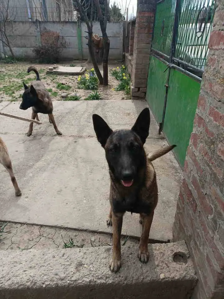 Belgijski ovčar na prodaju, Smederevo (3)